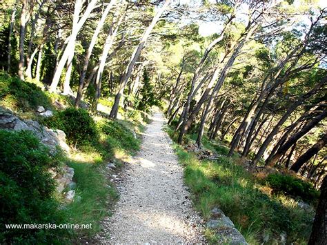 osejava forest park|Park Suma Osejava